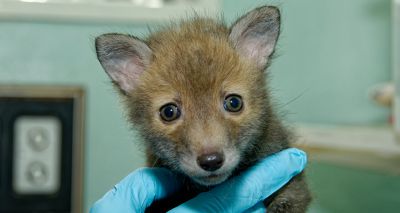 Scottish SPCA appeals for food donations for fox cubs